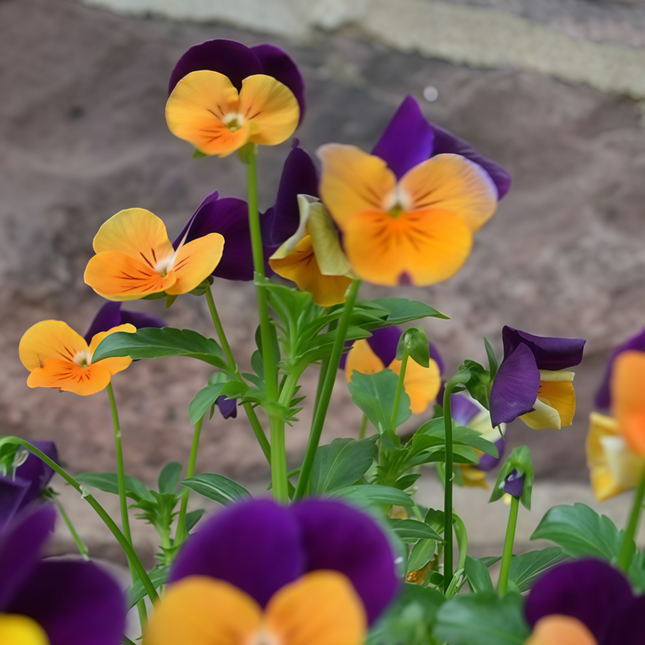 Viola Cornuta 'Purple Yellow Spots' Freckled Face Viola Seeds