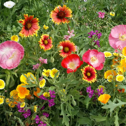 Drought Tolerant Flower Combination Mix Seeds
