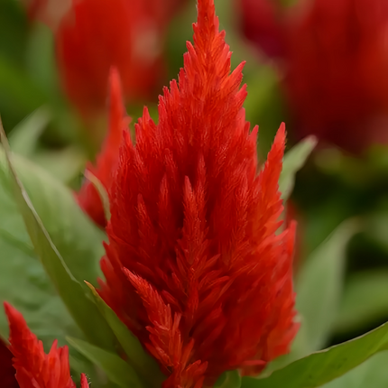 Celosia Cristata 'Red' Bold Seeds