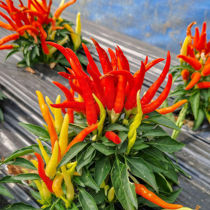 Capsicum annuum var. conoides 'Red' Cone Chili Seeds