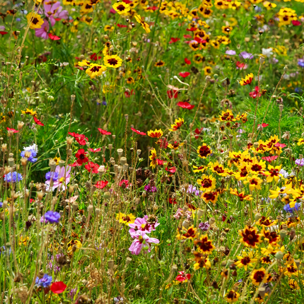 Cold Resistant Dwarf Flower Combination Mix Seeds