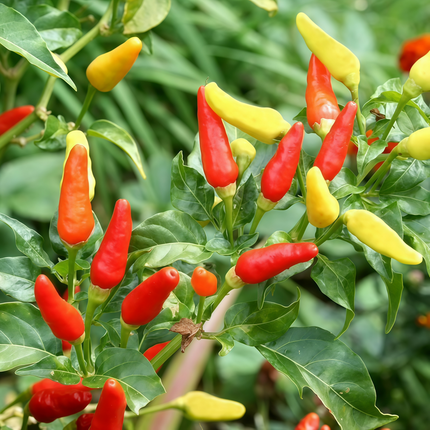 Capsicum annuum var. conoides 'Yellow to Red' Color-Changing Pepper Seeds