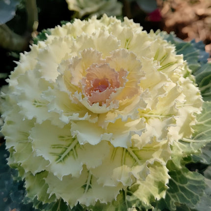 Brassica Oleracea 'White' Decorative Kale Seeds