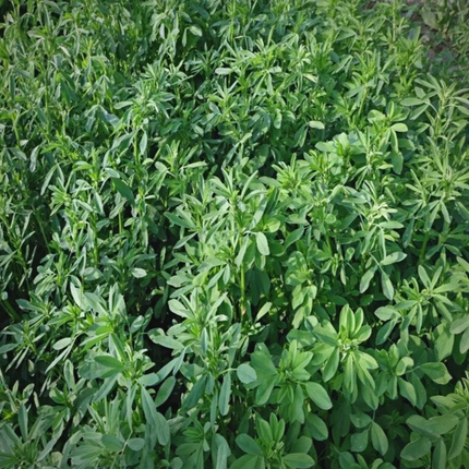 Poa pratensis 'Bluemoon' Kentucky Bluegrass Turf Seeds