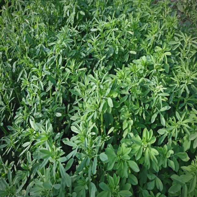 Poa pratensis 'Bluemoon' Kentucky Bluegrass Turf Seeds