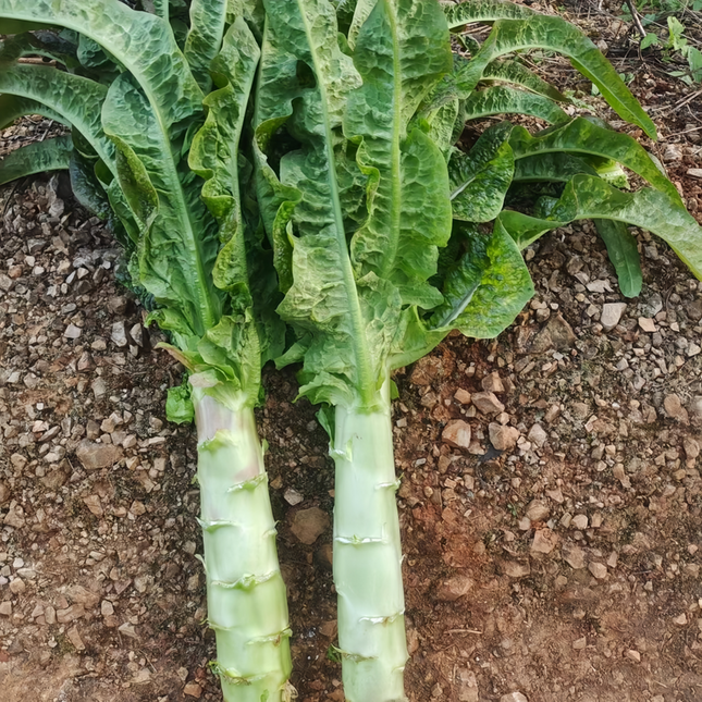 Lactuca sativa 'Common Lettuce' Garden Salad Seeds