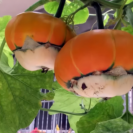 Cucurbita moschata 'Cense Orange' Heirloom Squash Seeds