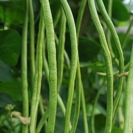 Vigna unguiculata 'Cowpea' Legume & Cover Crop Seeds