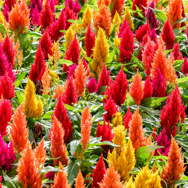 Celosia Cristata 'Mix' Premium Seeds