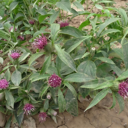 Atractylodes macrocephala ‘White Atractylodes’ Rhizome Plant Seeds