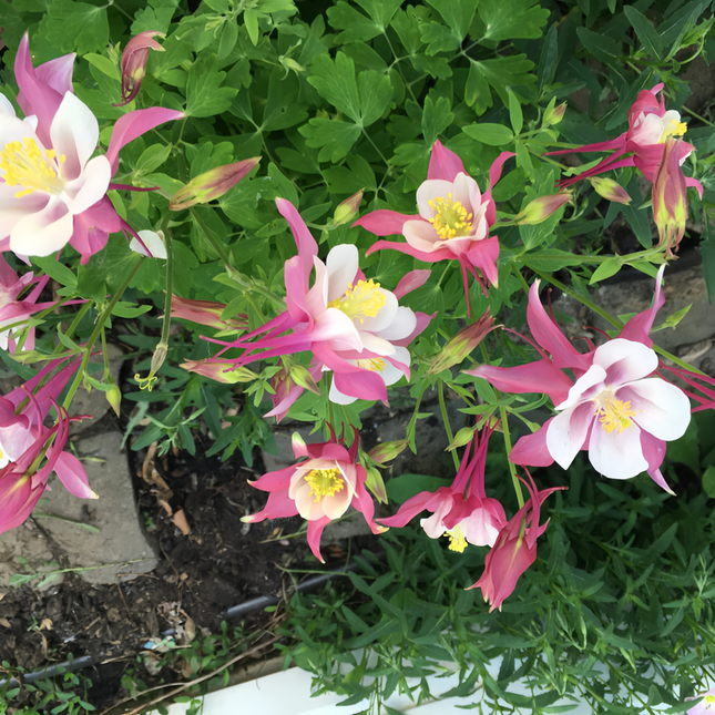 Aquilegia Vulgaris 'Red' European Columbine Seeds