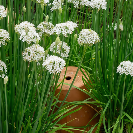 Allium Senescens 'White' White Ornamental Onion Seeds