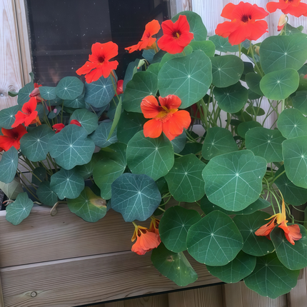 Tropaeolum Majus 'Purplish Red' Nasturtium Seeds