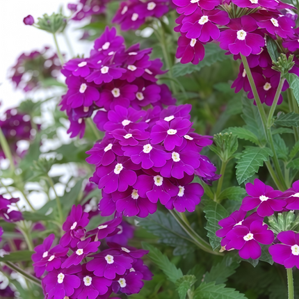 Glandularia Hybrida 'Purplish Red' Garden Verbena Seeds