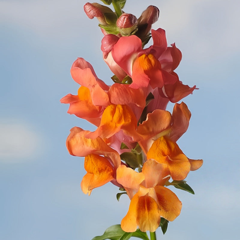 Antirrhinum Majus 'Orange-Red' Two-Tone Bloom Seeds