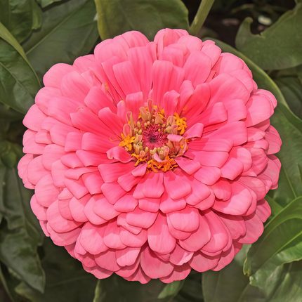 Zinnia Elegans 'Rose Red' Pink Zinnia Seeds