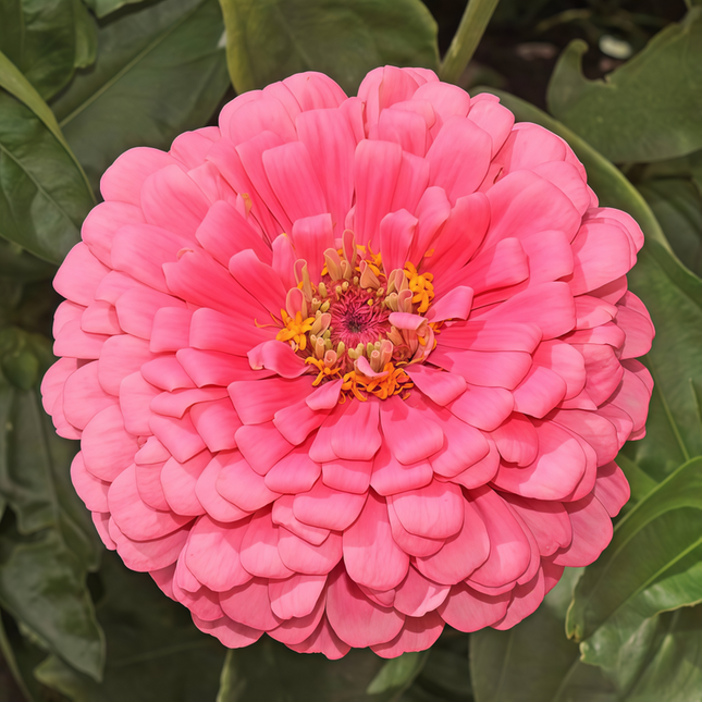 Zinnia Elegans 'Rose Red' Pink Zinnia Seeds
