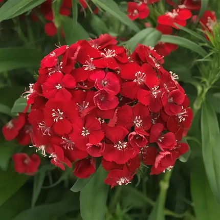 Dianthus 'Bright Red' Ornamental Seeds