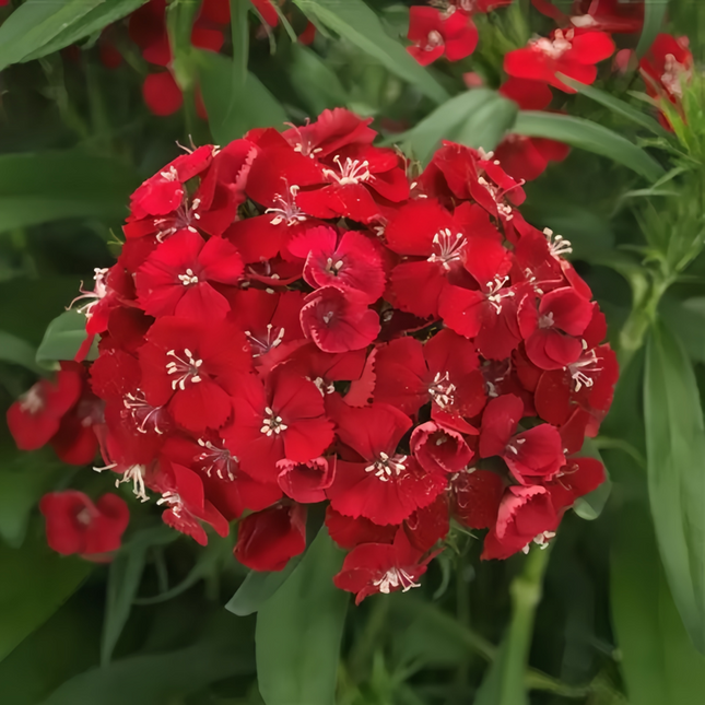 Dianthus 'Bright Red' Ornamental Seeds