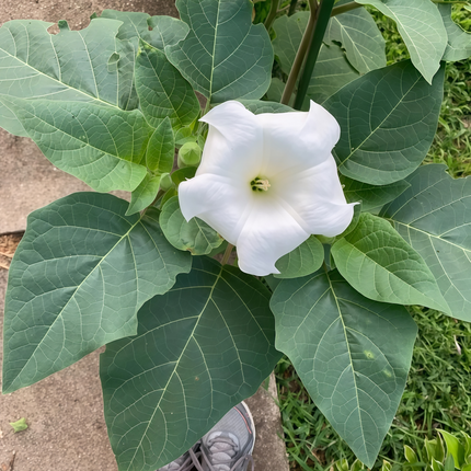 Datura metel ‘Downy Thorn Apple’ Cautionary Ornamental Seeds