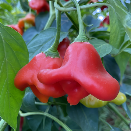 Capsicum annuum var. annuum 'Bat' Novelty Pepper Seeds