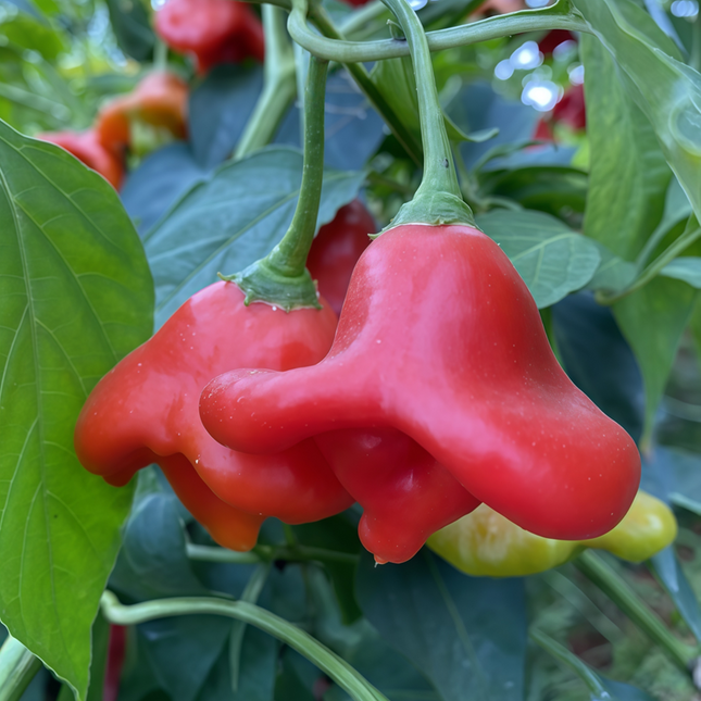 Capsicum annuum var. annuum 'Bat' Novelty Pepper Seeds