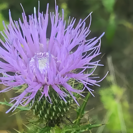 Cirsium Japonicum 'Blue' Ornamental Seeds