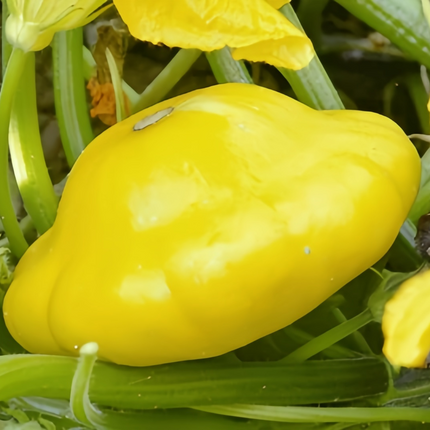 Cucurbita moschata 'Champion Yellow' Award Winter Squash Seeds