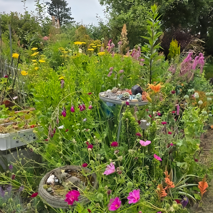 Rustic Charm Flower Combination Mix Seeds