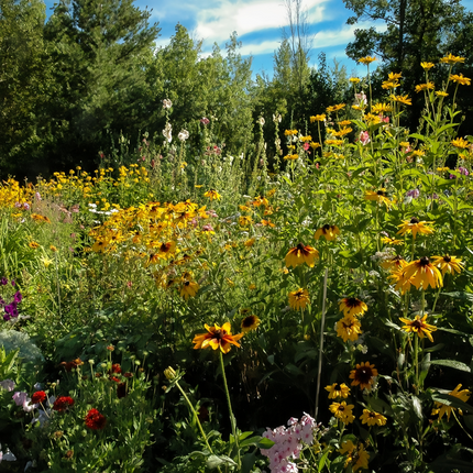 Classic Flower Garden Combination Mix Seeds