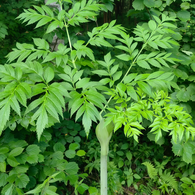 Angelica dahurica ‘Bai Zhi’ Aromatic Botanical Seeds
