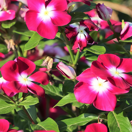 Catharanthus Roseus 'Mix' Madagascar Periwinkle Seeds