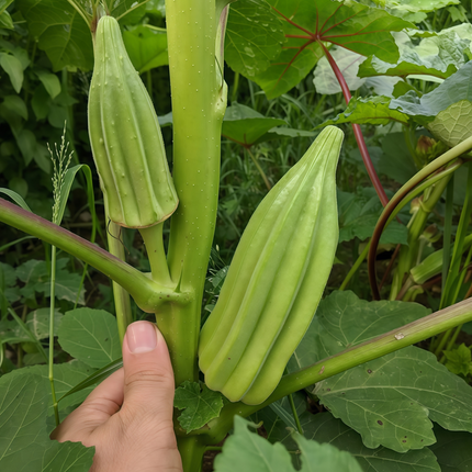 Abelmoschus esculentus 'Yellow' Okra Seeds