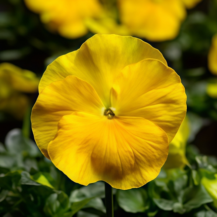 Viola Cornuta 'Solid Yellow' Pure Yellow Pansy Seeds