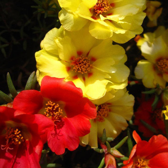 Portulaca Grandiflora 'Mix' Moss Rose Seeds