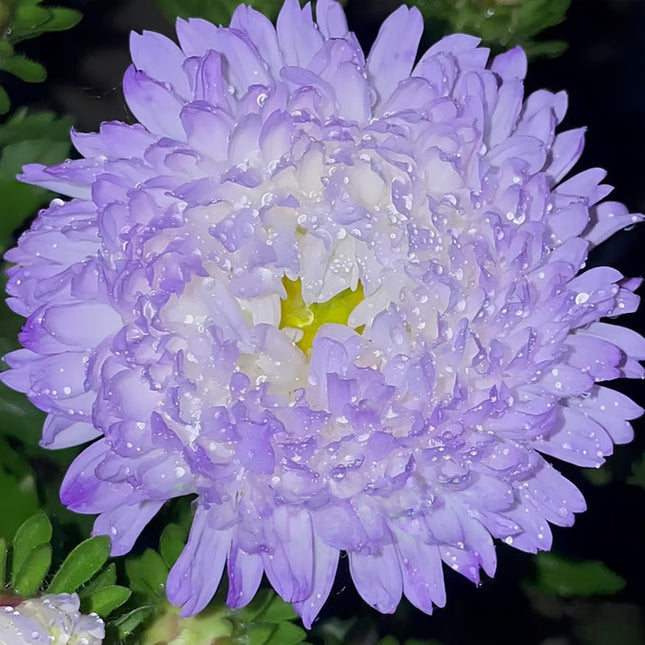 Light Purple Aster Seeds — Callistephus Chinensis