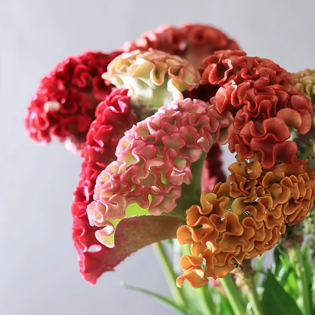 Celosia cristata ‘Cockscomb’ Vibrant Annual Flower Seeds