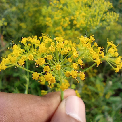 Anethum graveolens 'Dill' Culinary & Medicinal Herb Seeds