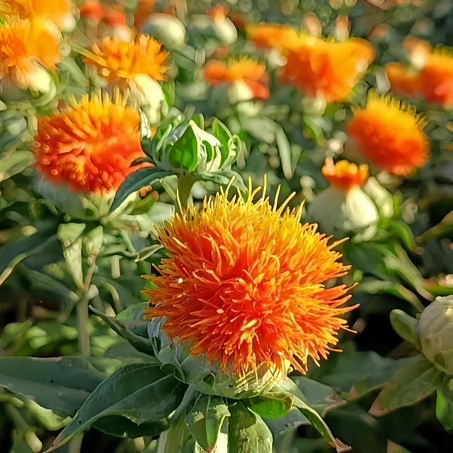 Reddish Yellow Safflower Seeds - Carthamus Tinctorius