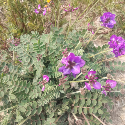 Gueldenstaedtia verna ‘Manyflower’ Spring Ground Cover Seeds