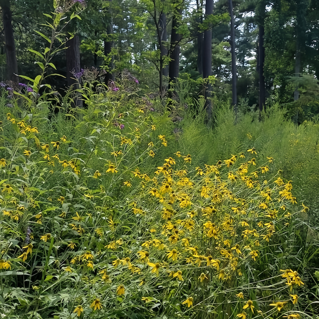 Cold Resistant Tall Flower Combination Mix Seeds