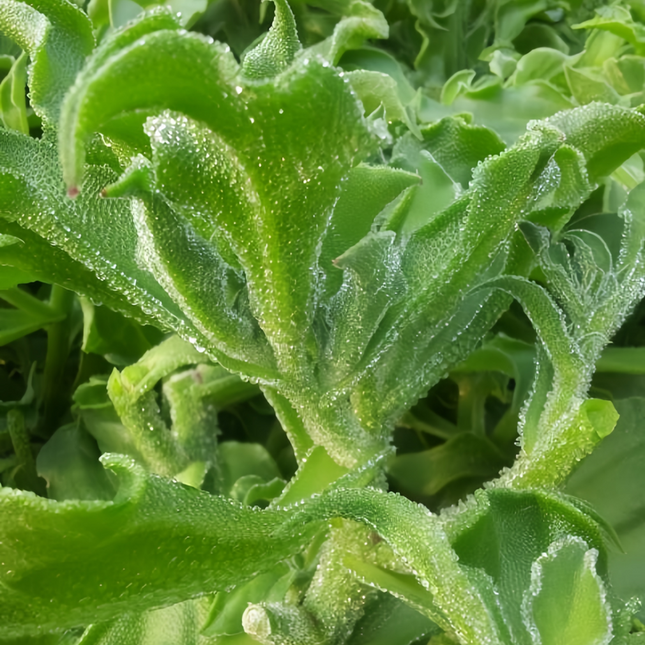Mesembryanthemum crystallinum 'Ice Plant' Edible Succulent Seeds