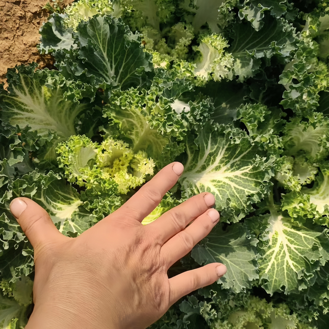 Brassica oleracea var. acephala 'Ornamental Kale' Seeds