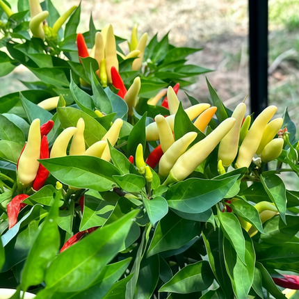 Capsicum annuum var. conoides 'Multicolored' Cone Ornamental Pepper Seeds