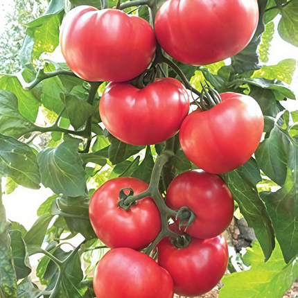 Solanum lycopersicum 'Standard Red' Tomato Seeds