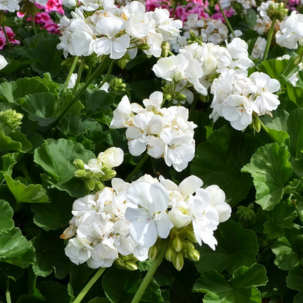 Pelargonium Zonale 'White' Zonal Geranium Seeds