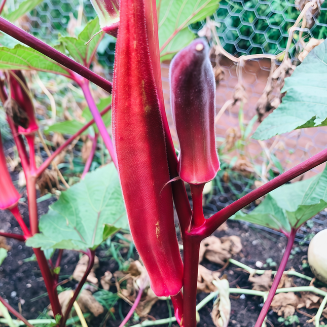 Abelmoschus esculentus 'Red' Burgundy Okra Seeds