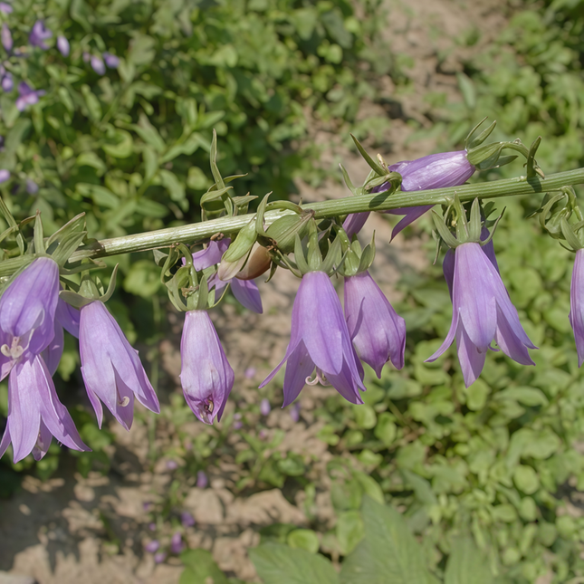 Adenophora tetraphylla ‘Ladybell’ Botanical Specimen Seeds