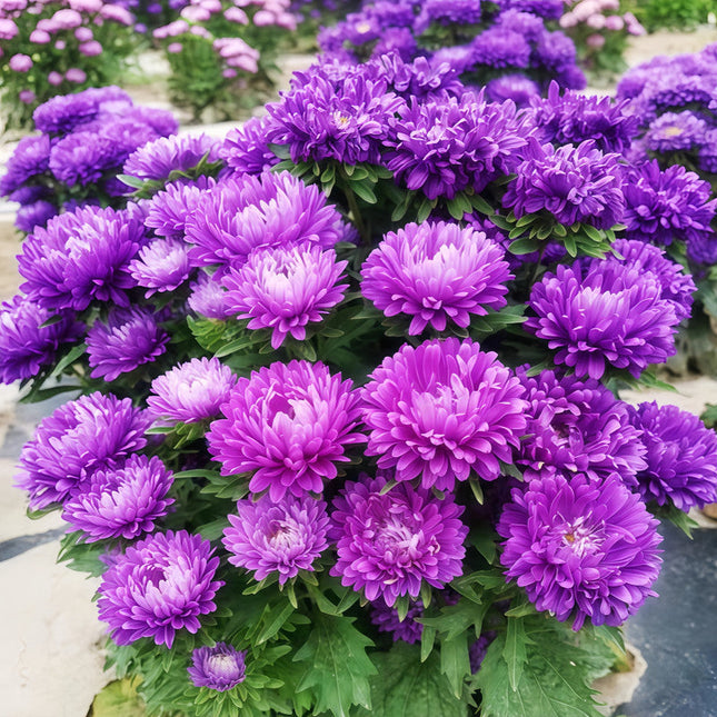 Callistephus Chinensis 'Blue' Annual Aster Seeds
