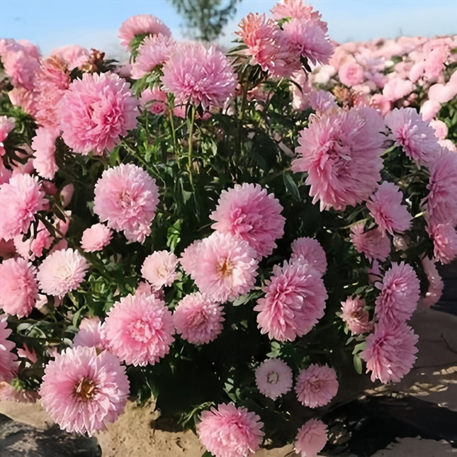 Light Pink Aster Seeds — Callistephus Chinensis